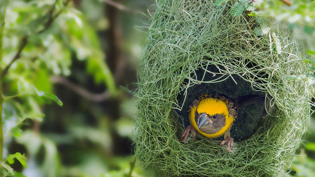 6.) Baya Weavers