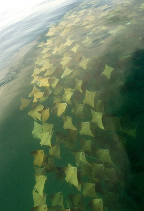 It's a migration of epic proportion. A migration of golden rays!