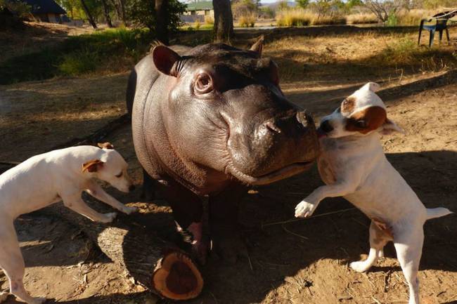 This orphaned hippo would fit in fine at your home.