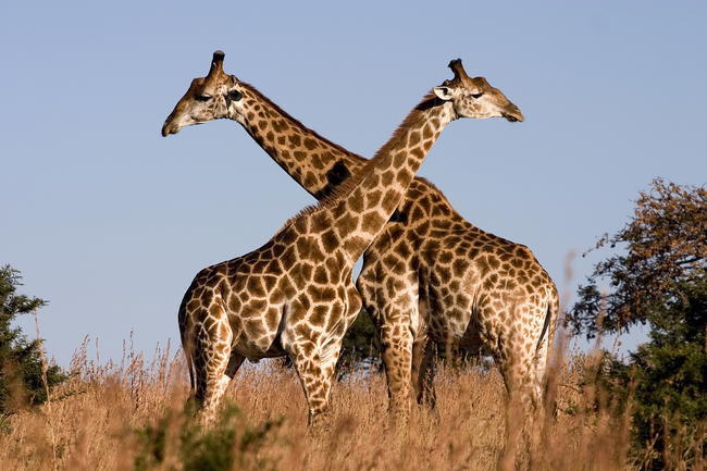4.) Giraffes' Necks