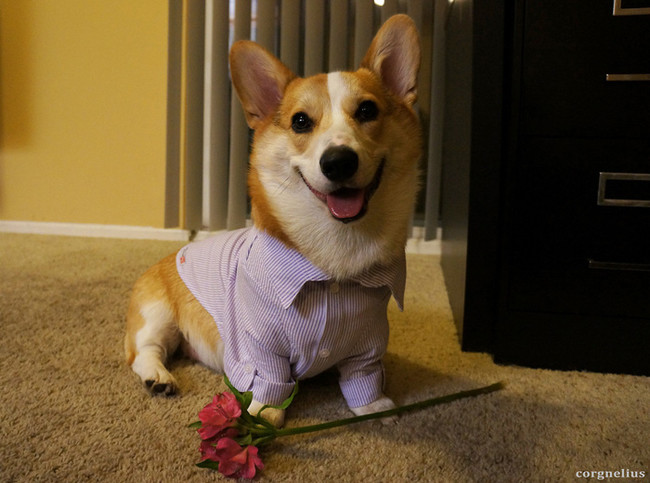 Who needs a dozen roses when you have carnations and corgis?