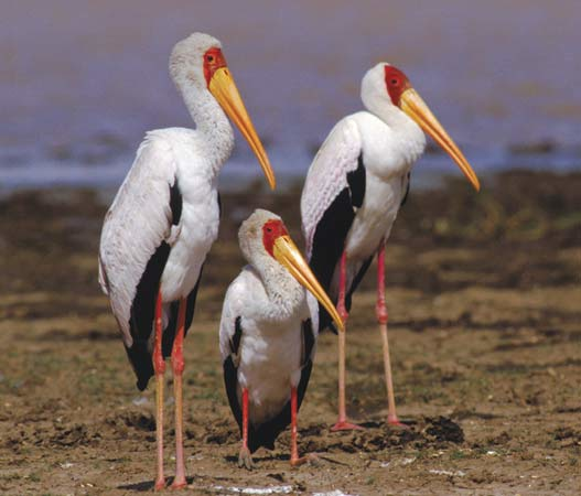 16.) A mustering of storks.