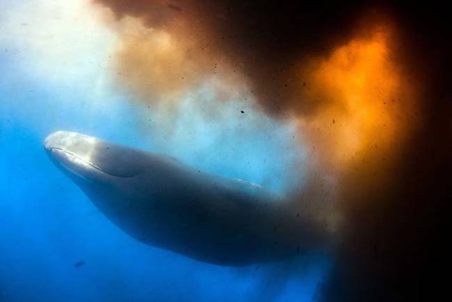 Wilk and his fellow divers were  unable to escape the poonado as the whale began spinning on its side, and flapping its tail. This fanned the matter towards the divers, which I can imagine was not a very pleasant experinece.