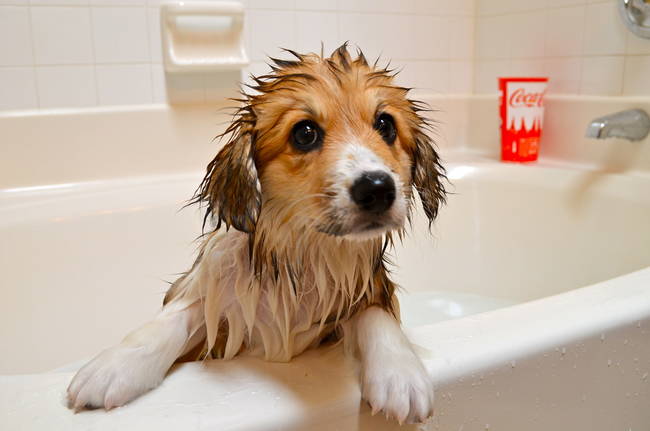 Afterwards, just give us a nice bath (we love them!).