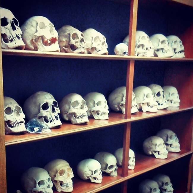 So many skulls to choose from.