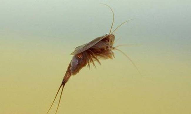 2.) Tadpole Shrimp.