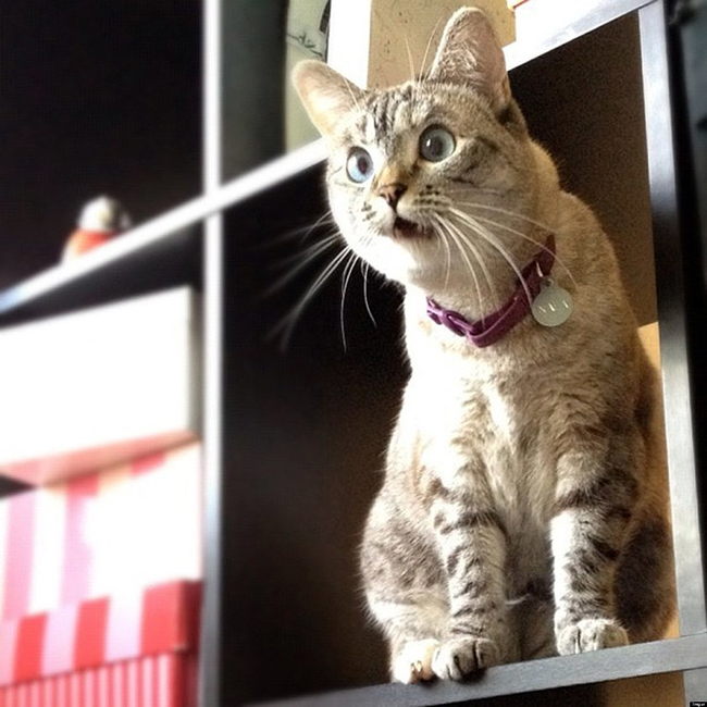 This cat agrees. Please get the camera out of his cat friend's face.