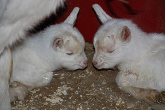 Baby goats contemplating the universe.