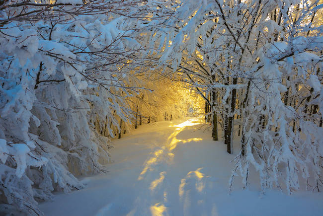 Campigna National Park, Italy