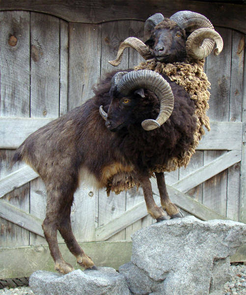 Two-Headed Ram