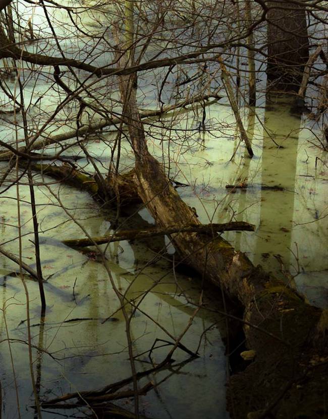 Bear Creek Swamp has a spooky reputation in the local area. It's not uncommon for teenagers to explore the swamp at night looking ghosts and a good scare.