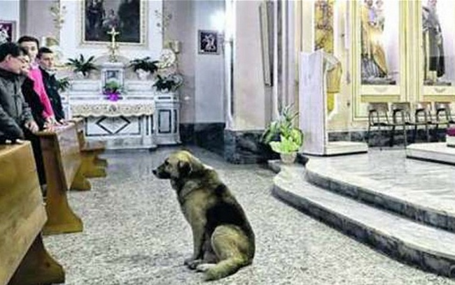 10.) Every Sunday Tommy's owner would bring the dog to mass with him. When his owner died, Tommy decided to keep that tradition. The priest of the church says that Tommy keeps the service sacred, never barking or being disruptive in any way. He just sits quietly and takes in the memories.