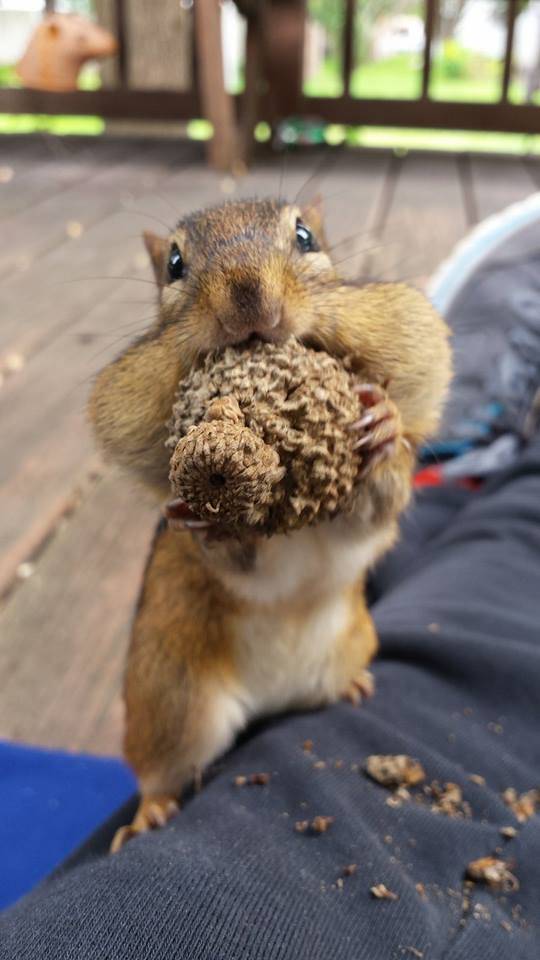 The nut represents the chipmunk's cuteness, the chipmunk my brain.