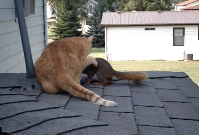 When you normally think of a cat and some kind of rodent interacting, it usually involves a fight, and the ending isn't pretty.