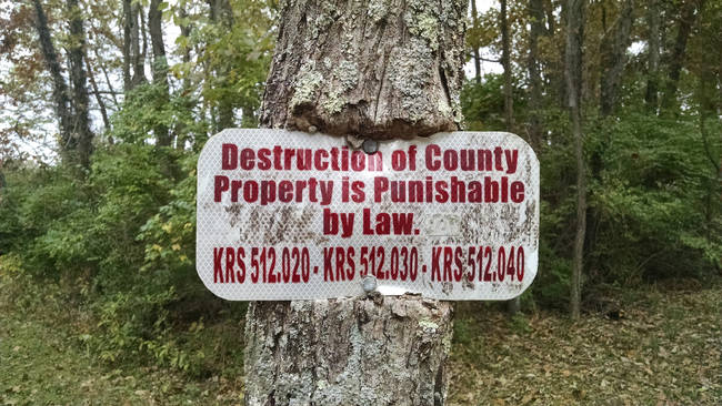 This tree that challenges authority.