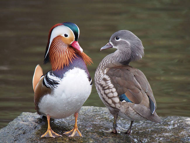 Mandarin Ducks.