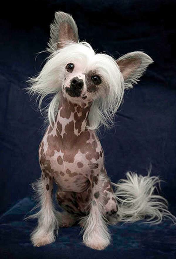 Chinese Crested dog, you know I'm just in love with your spots!