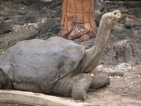 1.) Pinta Island Tortoise (June 24, 2012)