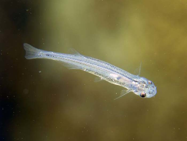 3.) The Candiru Fish.