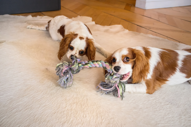 Male puppies are such little gentlemen that they often let female puppies win while play fighting.