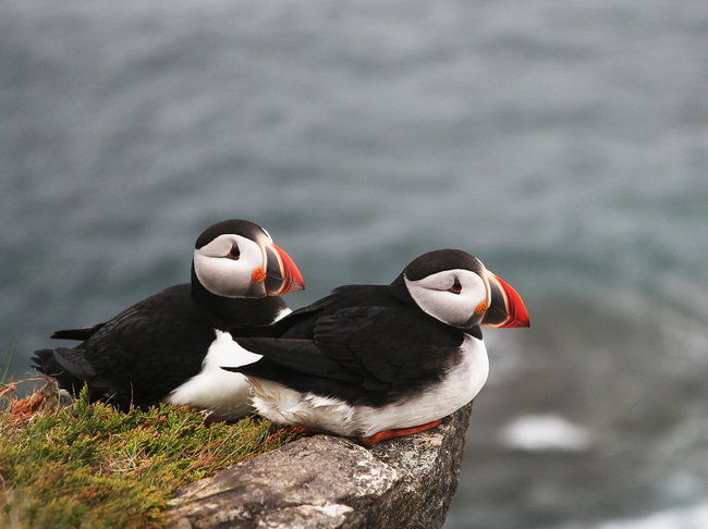 Puffins mate for life, each year only laying one egg to be raised by both mom and dad.