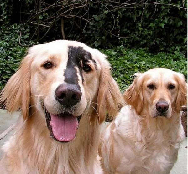 Golden Retrievers and Yellow Labradors sometimes get this genetic mutation in their coat color.