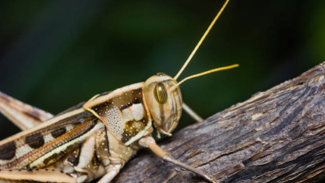 5.) The Intermediate (Missing Link) Pygmy Locust