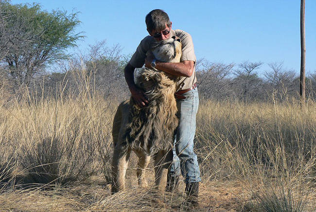 Without the typical aggressive upbringing, Zion proves that lions aren't all the same.