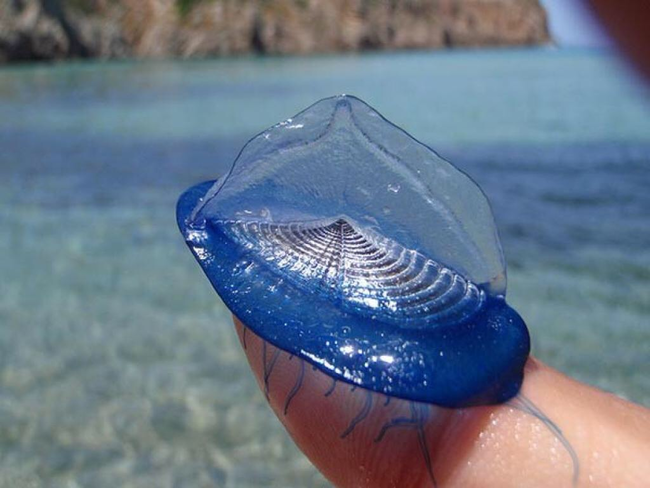 Here's a close up shot of the Velella, a small free floating hydrozoan. It’s currently the only known species in the genus.