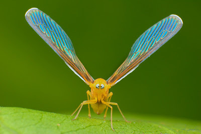 10.) Cross-Eyed Planthopper