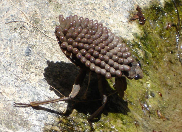 Giant Water Bug