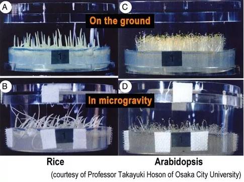 The way plants grow will differ based on gravity, so growing plants in space will require special considerations.