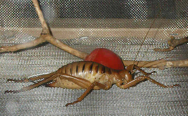 Giant Weta