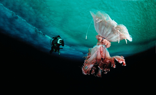 4. Lion’s Mane Jellyfish (Cyanea capillata)