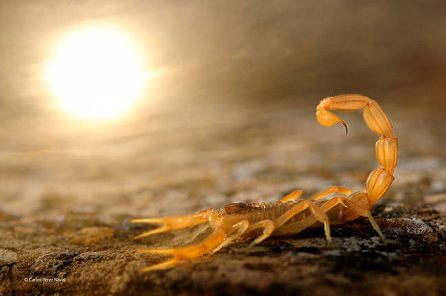 Woah, this is an awesome shot. The way he captured the sun and how the sunlight shines through the scorpion's semi-translucent body is creepy and cool.