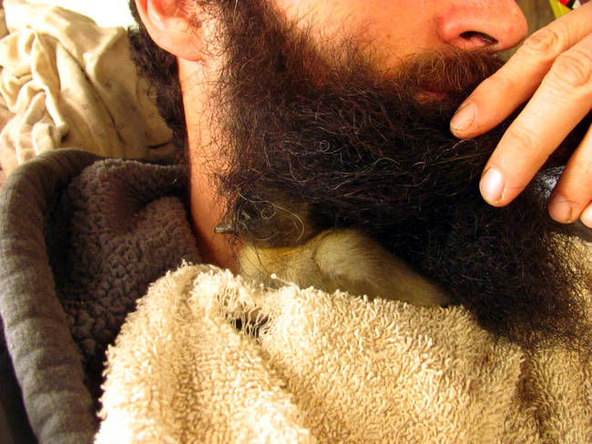 This man who rescued a duckling <a href="https://www.viralnova.com/saved-ducklings-life/" target="_blank">using his beard</a>.