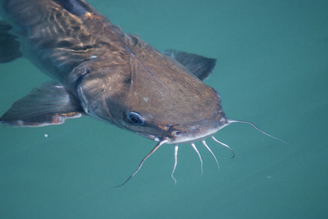 Oooh, underwater whiskers. I like it.