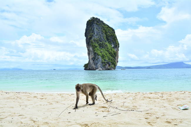 What will you do if a monkey is trapped in an island?