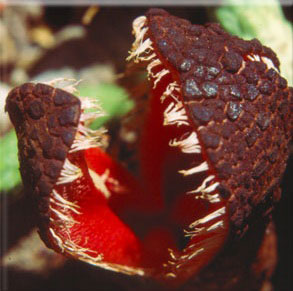 10.) Hydnora Africana. So freaky.