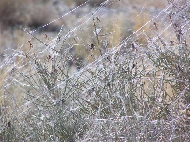 The spider population around the lake explodes during the warmer months because of the abundance of food to be found.