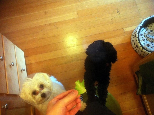 "This lettuce is mine, Fido! Remember what happened last time we fought over the veggies? How I ended up in this stupid cone...?"