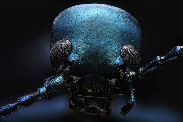 A blister beetle.