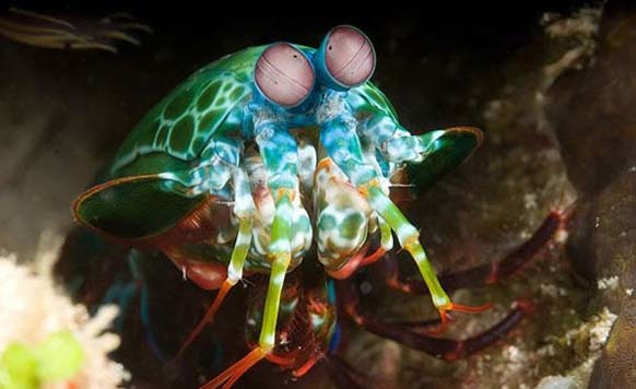 13.) Mantis Shrimp: There are several species of mantis shrimp, but the rainbow variety is visually stunning. They’re also called “sea locusts“, “prawn killers” and even “thumb splitters. This is a powerful predator located in tropical and sub-tropical waters, killing its prey with its powerful claws.