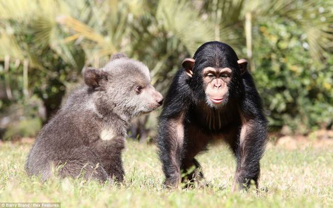 13.) Bam Bam, the grizzly, and Vali, the chimpanzee, live together at the Myrtle Beach Safari Park in South Carolina.