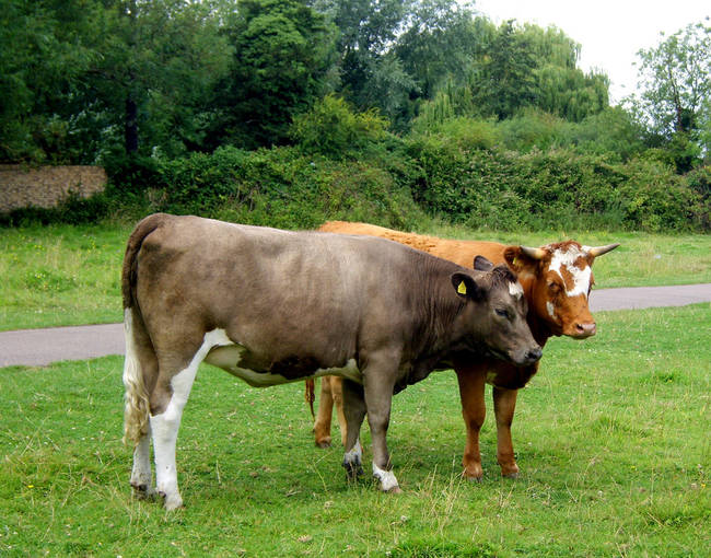 18.) Cows have BFFs and get upset when they're separated from them.