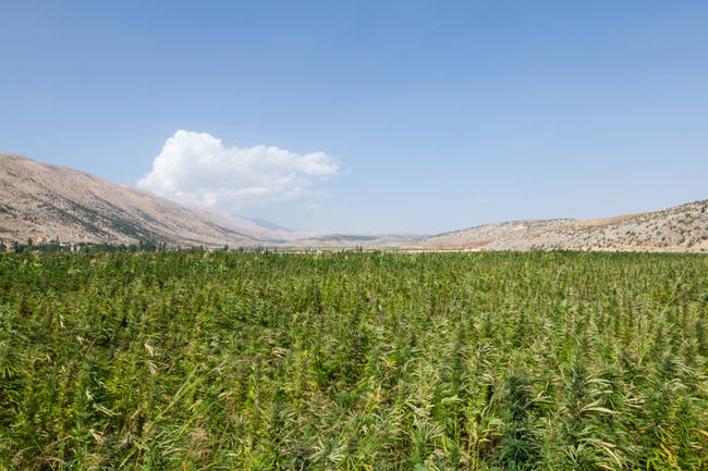 In North Korea, marijuana is legal and not even considered a drug.