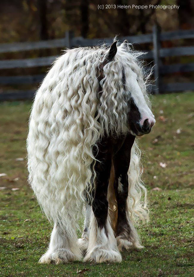 1.) No one will ever have as good a hair day as this horse.