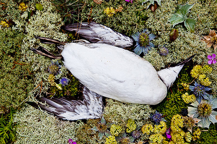 "I found these dead animals during bicycle rides to the sea in the summer. I wanted to find a way to save them for world of art. They were so unprotected… One or two days more and they would be eaten by worms."