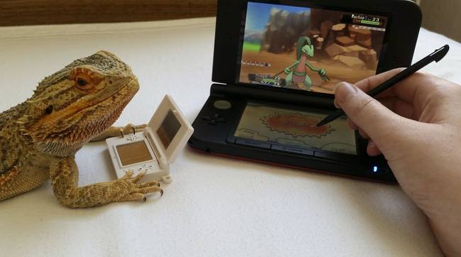 Playing Pokémon with his owner.