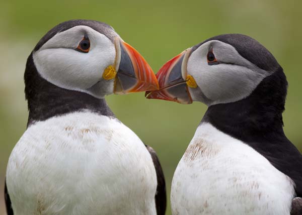 19.) Puffins mate for life.